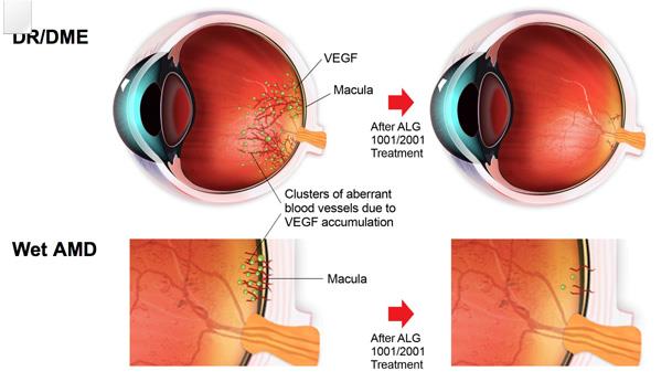 Potential of melatonin to treat or prevent age-related macular degeneration through stimulation of telomerase activity